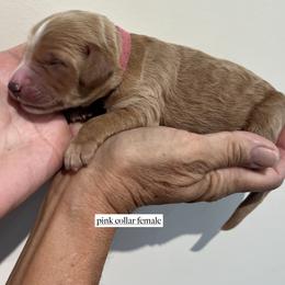 Girl 4 - female Goldendoodle puppy in Fairfield, California from Twin Sisters Doodles