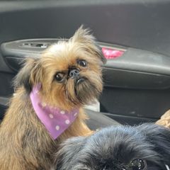 Maddie - Brussels Griffon