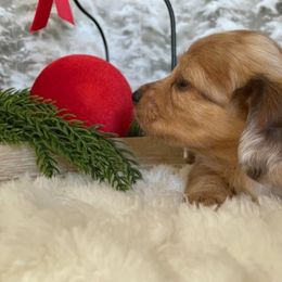 Mika - Dapple female Dachshund puppy in Lakeland, Florida from Elite Doxies Florida