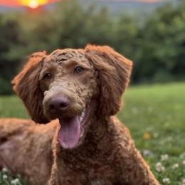Reba - Goldendoodle