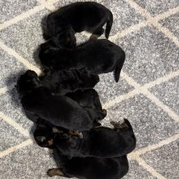Boomer and Bakara Girl - 5 - Black and red female German Shepherd puppy in Galt, California from At Redwood Runs