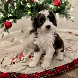 Aussiedoodle, Bernedoodle, and Poodle Puppies from Miller's Doodles