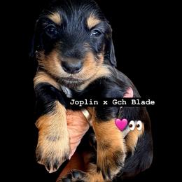 Black and Tan AKC Gch Sired Female - Black and tan female Dachshund puppy in Medina, Ohio from STORIED DOXIES