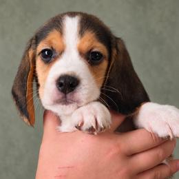 Crunch - Blue tan and white male Beagle puppy in Lake City, Florida from Sunkissed Beagles