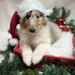 Collie and Yorkshire Terrier Puppies from Jolly Collies & Kingdom Elite Yorkshire Terriers