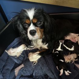 Cavalier King Charles Spaniel Puppies from Brugere Cavaliers