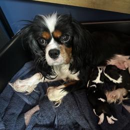 Cavalier King Charles Spaniel Puppies from Brugere Cavaliers