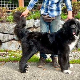 Ava - Newfoundland