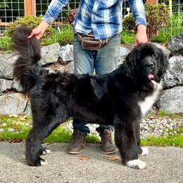 Ava - Newfoundland