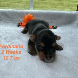 Ferdinand - Black and tan male Yorkshire Terrier puppy in Ashland, Kentucky from Yorkie Paw