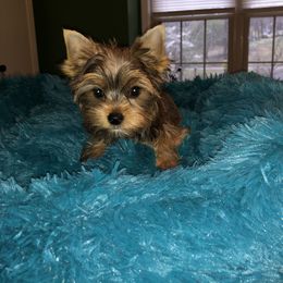 Yorkshire Terrier Puppies from Mountain Magic Yorkies