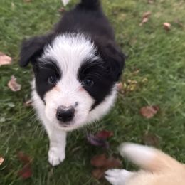 Panda - Black and white female Border Collie puppy in Barnstead, New Hampshire from Pettigrew's Border Collies