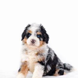 Australian Mountain Doodle, Bernedoodle, and Cavapoo Puppies from Cedar Wood Farms