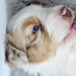 Australian Shepherd Puppies from Happy Aussie Kennels