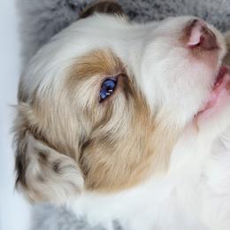 Australian Shepherd Puppies from Happy Aussie Kennels