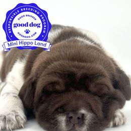 Chinese Shar-Pei, Cocker Spaniel, and Companion Cross Puppies from Mini Hippo Land