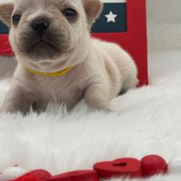 Cami - Cream female French Bulldog puppy in Largo, Florida from Big Daddy Frenchies