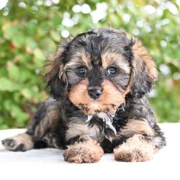 Jacob - Sable male Cavapoo puppy in Lawton, Oklahoma from Lindsey’s Cavies