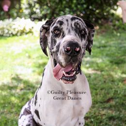 Amaya - Great Dane