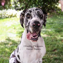Amaya - Great Dane