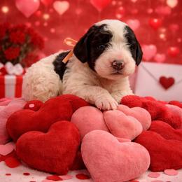 Light pink-peach - Black and white female Sheepadoodle puppy in Inman, South Carolina from Mossy Doodles LLC