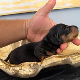 Jason - Black and tan male Dachshund puppy in Aguadilla P.R. from Carrero’s Dachshunds