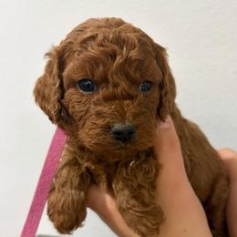 Abby - Red female Cavapoo puppy in Pasco, Washington from Beth's Cavapoos
