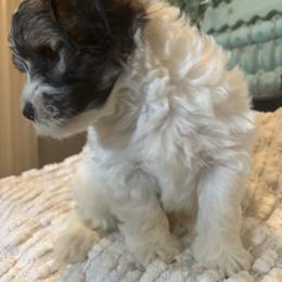 Scout - Tri-color male Coton de Tulear puppy in Freeport, Texas from H❤️PE COTONS