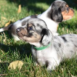 Finn - Dachshund puppy from Discovery Dachs