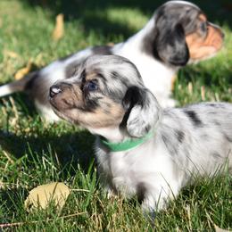 Finn - Dachshund puppy from Discovery Dachs