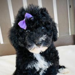 Dolly - Black female Goldendoodle puppy in Auburn, Indiana from Martin’s Doodles