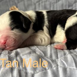 Tan Male - Black and white male Sheepadoodle puppy in Hilton, New York from Finger Lakes Doodles