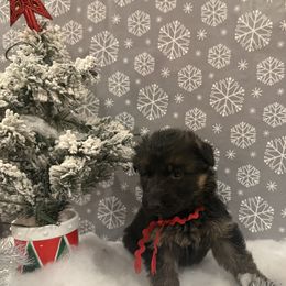 Red collar girl - Black and red female German Shepherd puppy in Wyoming, Michigan from Big Jones Kennels