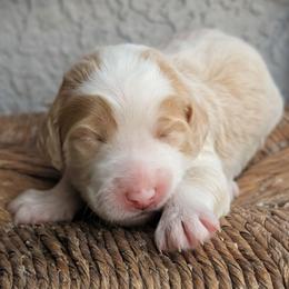 Spirit (Bear) - Apricot female Aussiedoodle puppy in Tucson, Arizona from Ever After Doodles Arizona