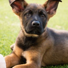 Boy 1 - German Shepherd puppy in Tamiami, Florida from Vom MontHaus