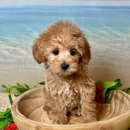 Oyster - Apricot female Goldendoodle puppy in Haltom City, Texas from Ohana Doodles