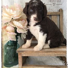 Aussiedoodle and Australian Shepherd Puppies from Dunroamin Farms Australian Shepherds and Aussiedoodles