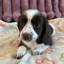 Chloe Pecan - Piebald female Dachshund puppy in Ocala, Florida from Weenie Boops