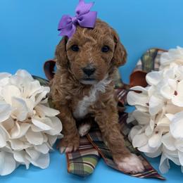 Sunday - Purple Collar - Apricot female Goldendoodle puppy in Cape Coral, Florida from Nay Nays Mini Doodles