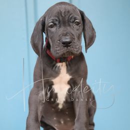 Pearl - Black female Great Dane puppy in Denison, Texas from Hundeity Great Danes