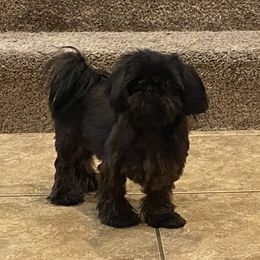 Luna - Shih Tzu