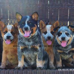 Australian Cattle Dog and Pembroke Welsh Corgi Puppies from Heelers in Texas