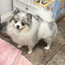 Raynn - Pomeranian