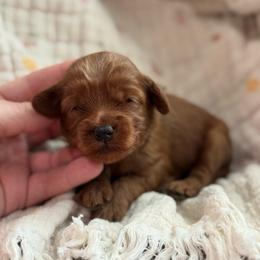 Bullseye - Red  male Goldendoodle puppy in Wharton, Texas from Little Fur Friends
