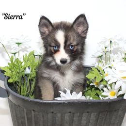 Sierra - Tri-color female Pomsky puppy in Murfreesboro, Tennessee from Middle Tennessee Pomskies