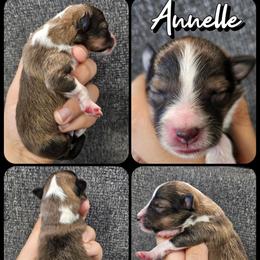Annelle - Sable and white female Shetland Sheepdog puppy in Lebanon, Tennessee from Henotic Homestead's Shetland Sheepdogs