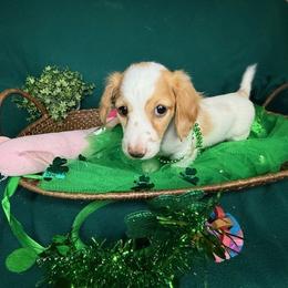 Brooks - Piebald male Dachshund puppy in Waseca, Minnesota from Dragonfly Doxies