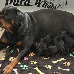 Boy 3 - Black and tan male Rottweiler puppy in Newfoundland, Pennsylvania from Poconopaws
