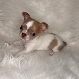 Asher - 4,750 - Blue brindled fawn male Chihuahua puppy in Houston, Texas from The Chihuahua Haus