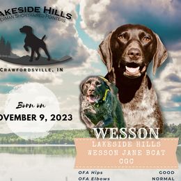 German Shorthaired Pointers from Lakeside Hills German Shorthaired Pointers